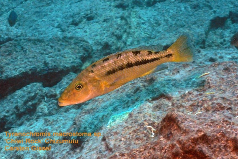 Tyrannochromis macrostoma 'Chiwi Rocks'